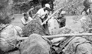 Jóvenes plantando árboles