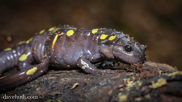 Ambystoma maculatum