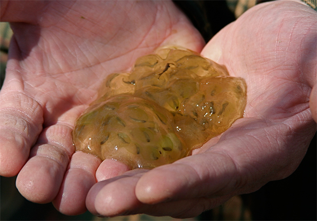 Ambystoma maculatum huevos