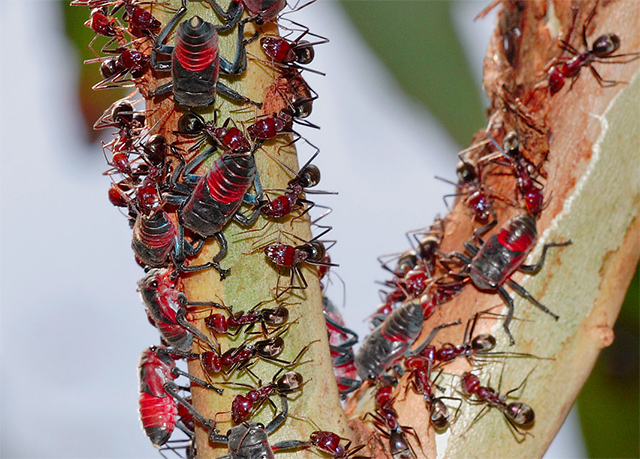 Eurymela fenestrata y hormigas