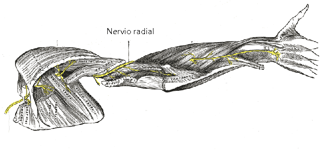 Nervio radial