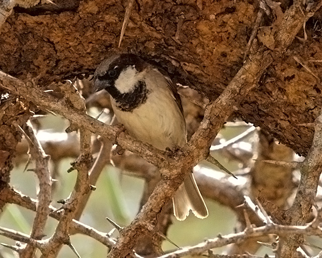 Passer domesticus