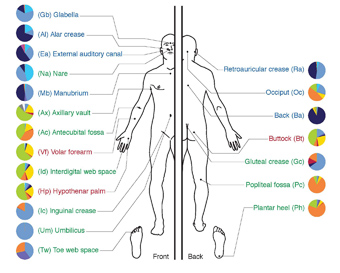 Diagrama del Microbioma de la piel