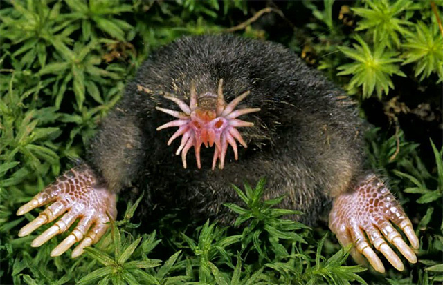 Topo de nariz estrellada