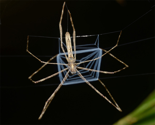 Araña lista para lanzar su tela