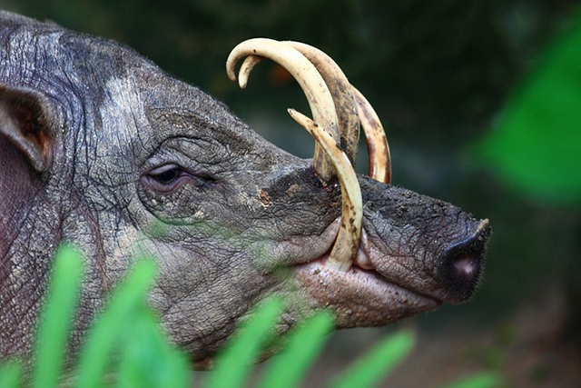 Babirusa
