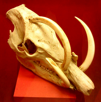 craneo de babirusa