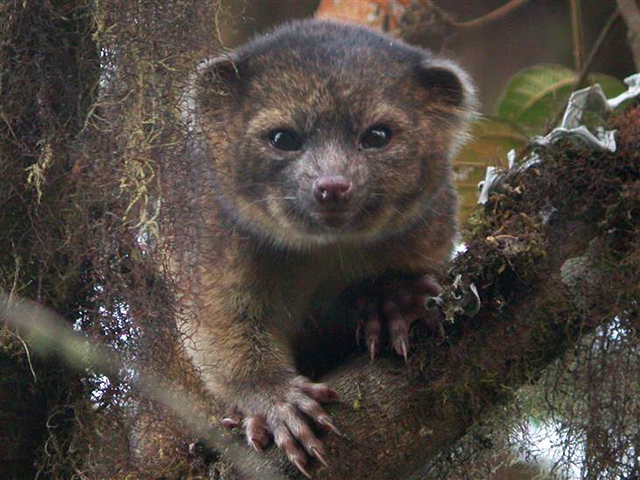 olinguito