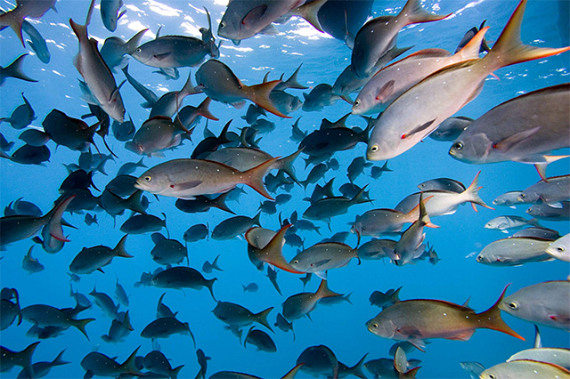 Peces en el mar