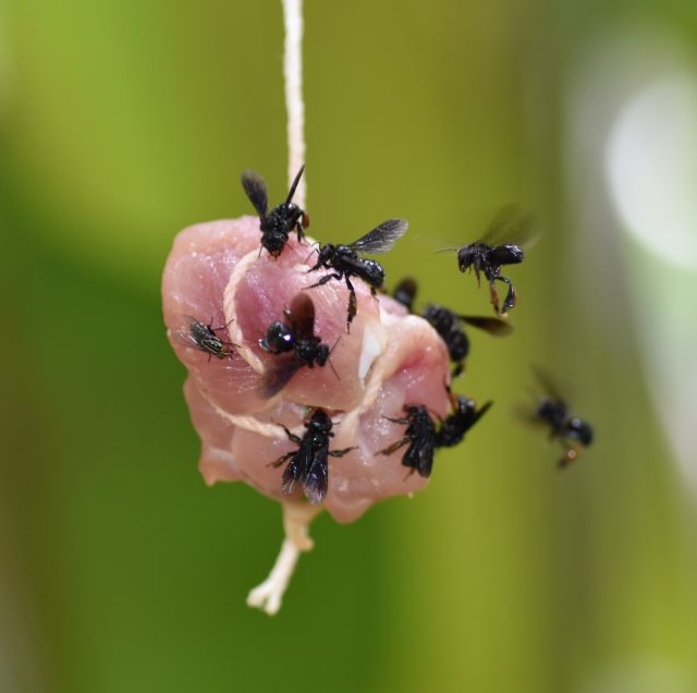Abeja buitre de la familia Trigona