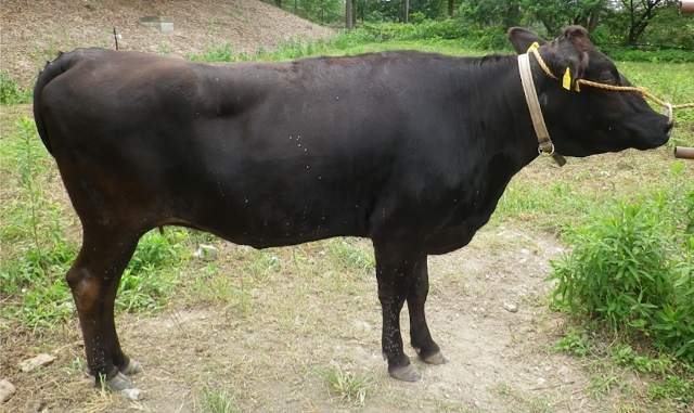 Vaca común empleada en el estudio