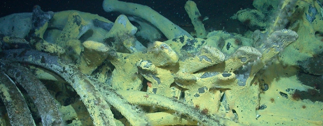 La ballena ha perdido su tejido suave y millares de organismos consumen sus huesos