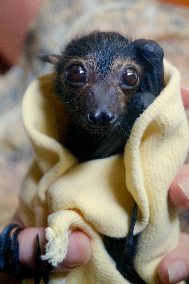 Zorro volador rescatado